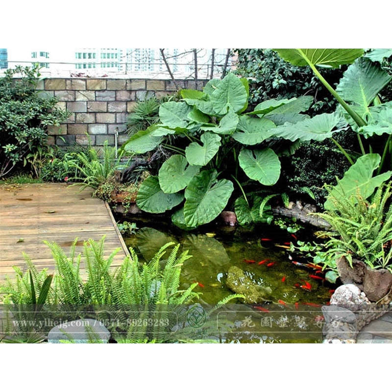 屋顶露台花园